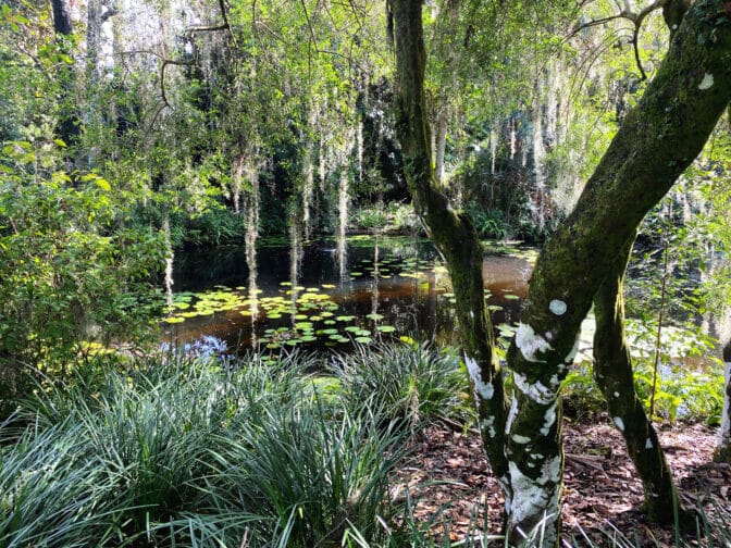 Bok Tower Gardens pond with lily pads and large trees around it