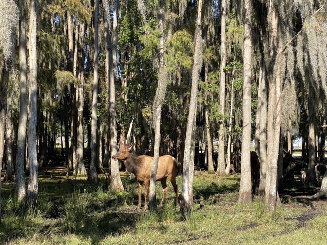 a wild Elk seen during a drive through safari at Wild Florida in Kissimmee