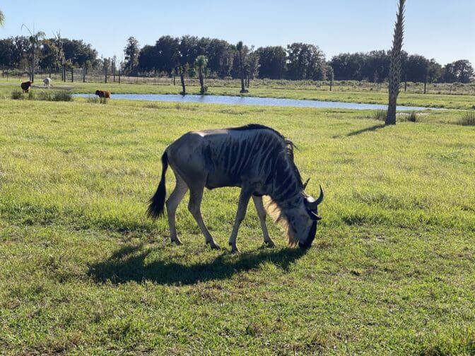 a wild wildebeest at the drive through safari in Wild Florida in Kissimmee