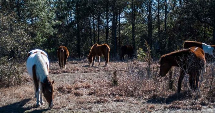a group of Chincoteague ponies in the forest, an example of what you can see during a weekend getaway