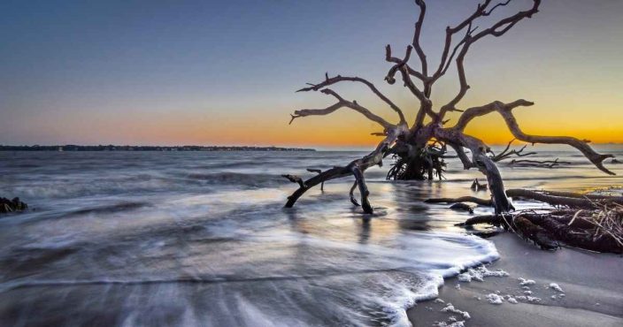 a weathered tree washed up on the shore of a beach on Jekyll island during sunset