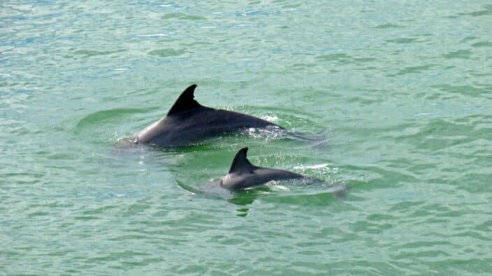 dolphins in the water at cocoa beach 