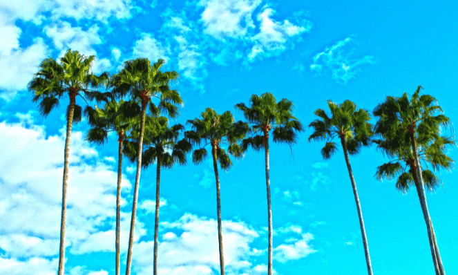 tall palm trees in a row with bright blue skies and clouds in Florida