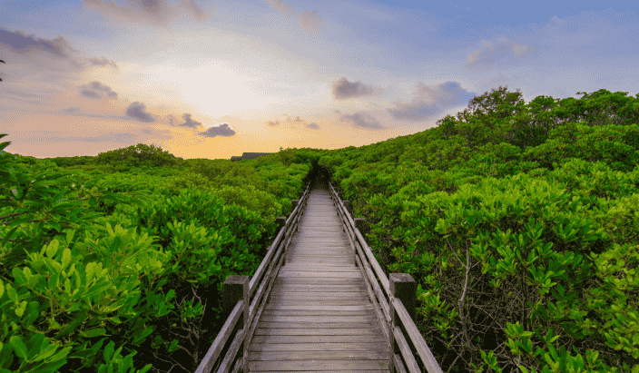 a boardwalk into a mangrove forest with sunset skies and clouds