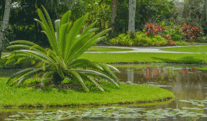 A large palm on the grass with a lily pond, trees and greenery in the background at Mckee Botanical Gardens in Vero Beach Florida
