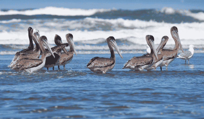 a group of pelicans in the water that can be seen at the Pelican Island National Wildlife Refuge in Vero Beach Florida