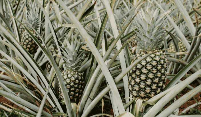 a bunch of wild pineapples growing at a pineapple farm at the Hallstrom Farmstead  in Vero Beach Florida