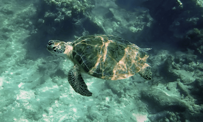 a sea turtle swimming underwater at Looe Key National Marine Sanctuary