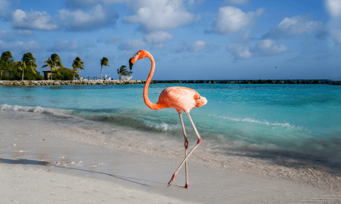 Flamingo beach, an Aruba beach with a tall pink flamingo, blue water, blue skies, and tall palm trees in the background