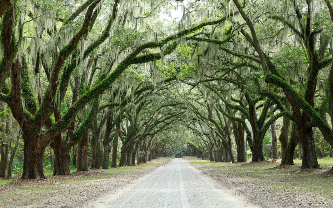 the historic savannah weekend travel guide: discover the history and heritage of this southern city
