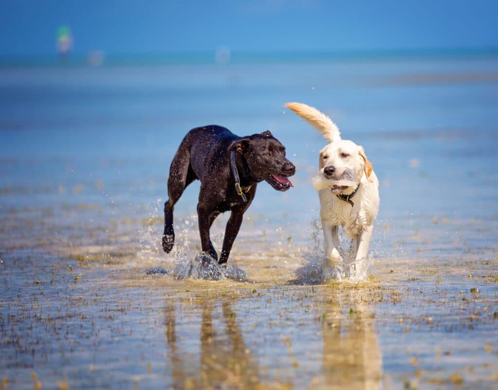 Pet Friendly Florida: The Best of…