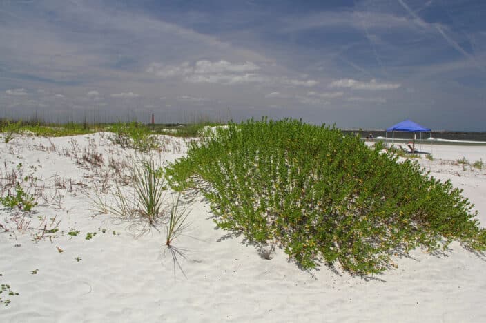 a bush on a beach
